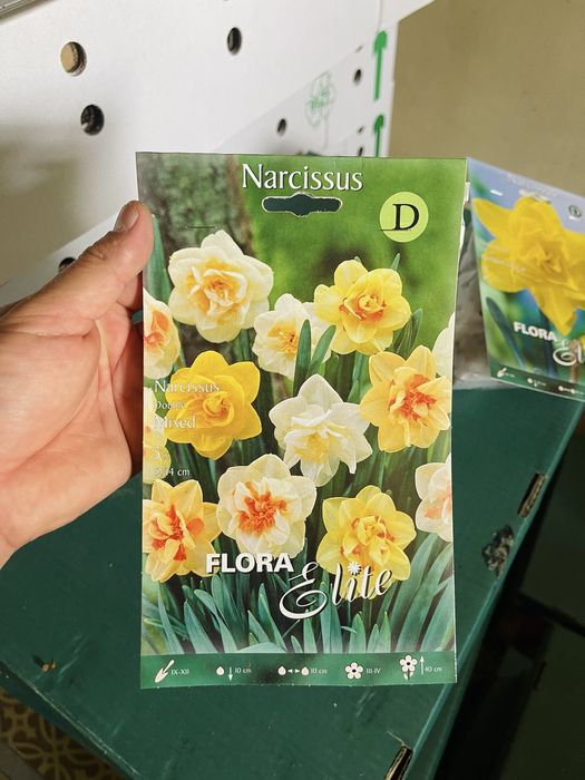 Нарциссы сортовые луковичные