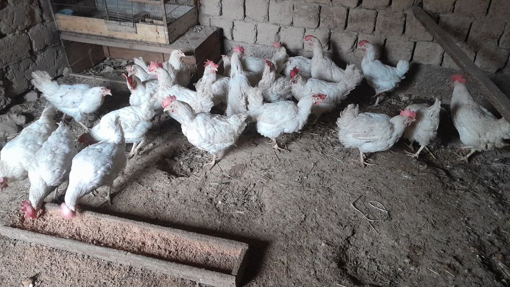 Несушка тауықтар сатылады