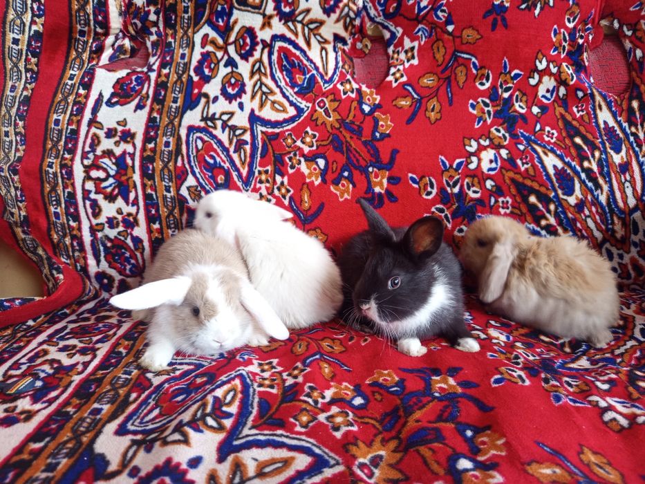 Карлик куенчалар сотилади.35.. 40 кунликлар.4 Таси СПЛИТ.4 та  панда