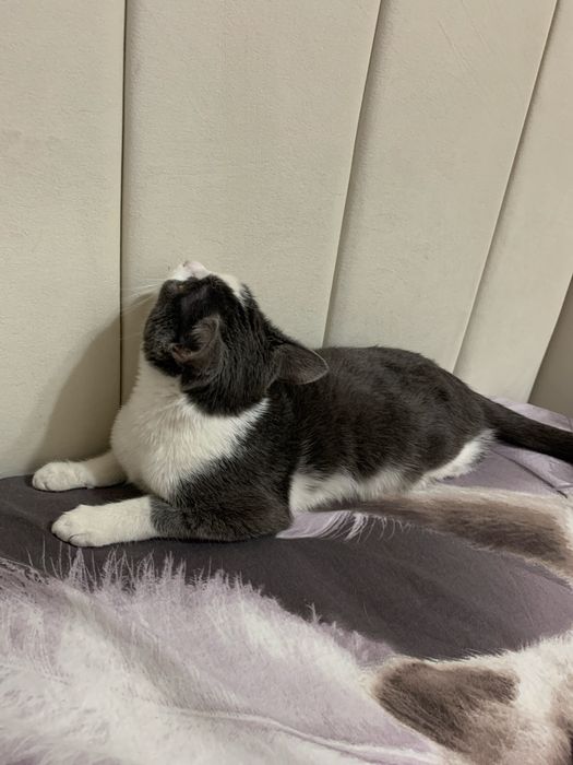 ОБАЛДЕННАЯ кошка ищет дом