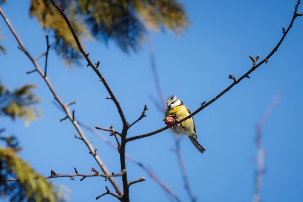 Canon 70-300 mm IS f4-5.6