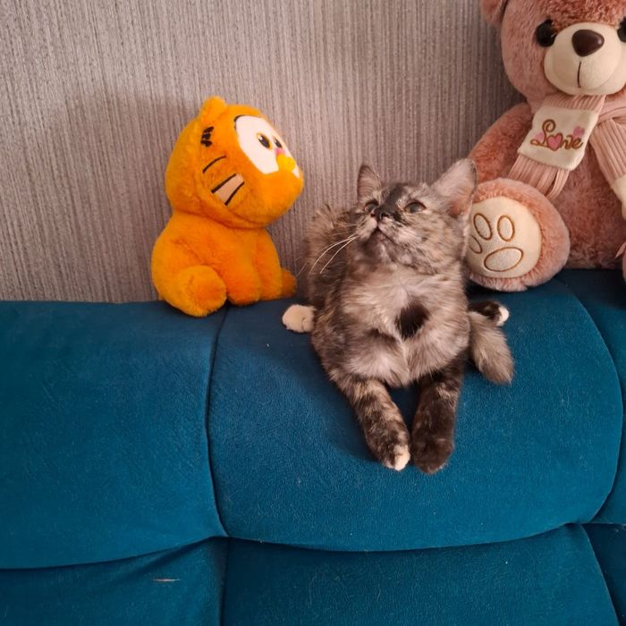 Отдам котенка в хорошие руки