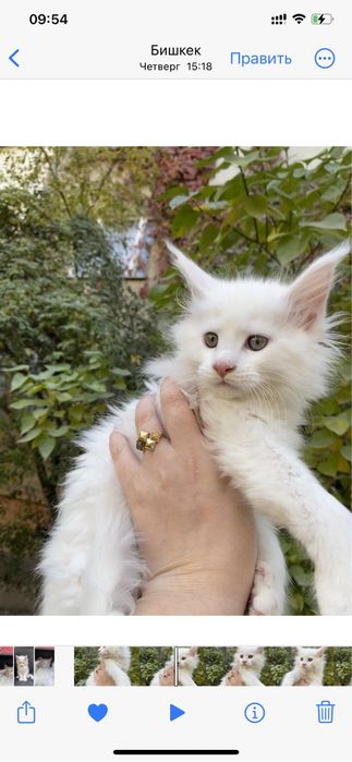 Мейн кун бедоснежные котята