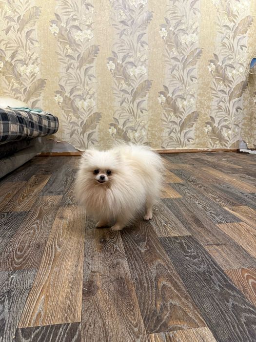 Вязка шпица внс кобеля 1600