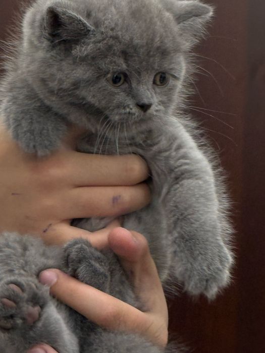 Скоттиш Страйт болалари сотилади!