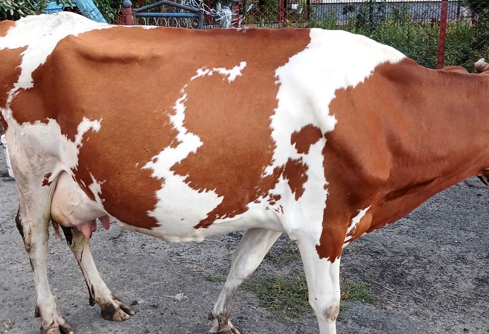 Продам мощную корову