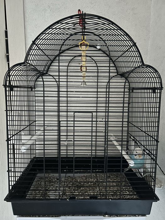 Попугай девочка