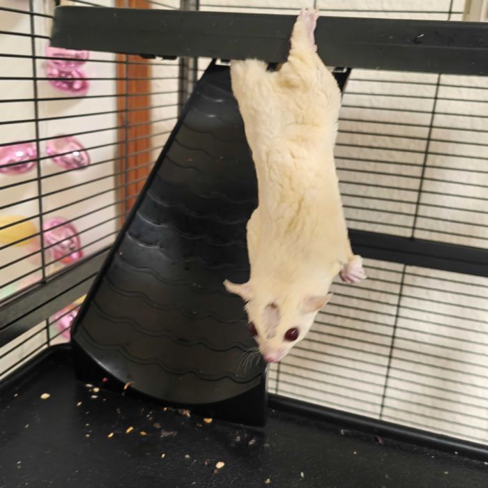 Летяща захарна катерица бяла