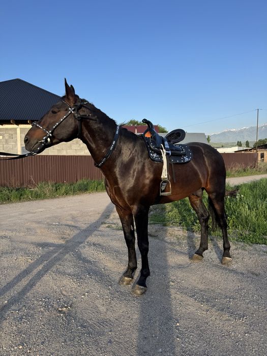 Айгыр жеребец  8 жасар