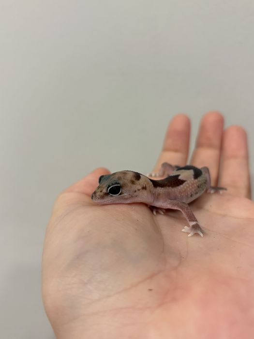 Гемитеконикс геккон