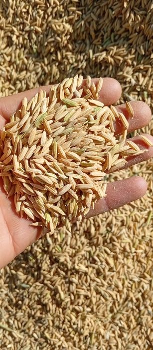 Lazer sholisi bor ‼️‼️