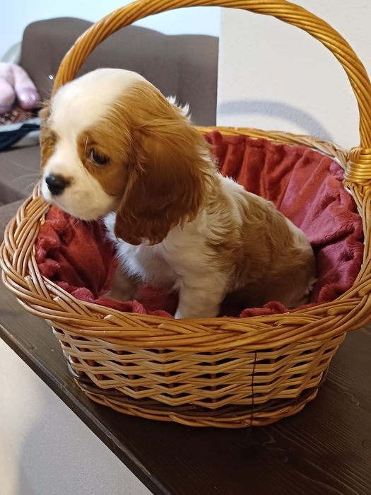 Catelusa Cavalier King Charles