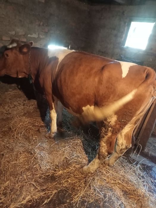 Vând o vaca de 6 ani