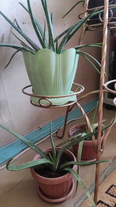 Цветы комнатные Алоэ Вера