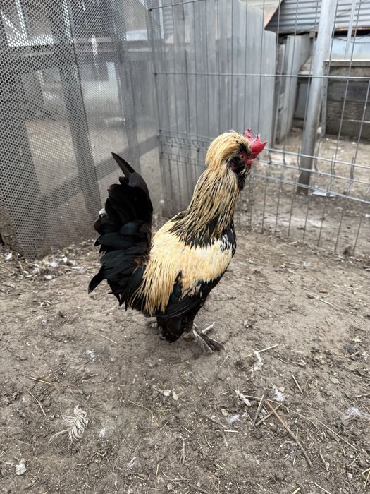 Vand sau schimb 4 cocosi pitici