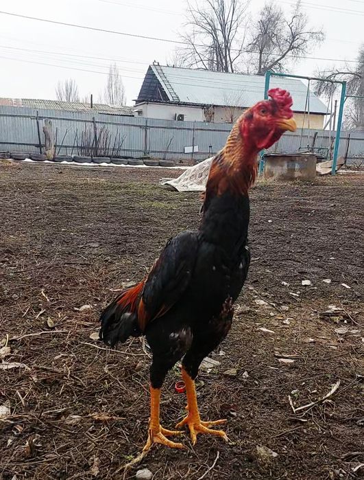 Дакан бойцовский петух.