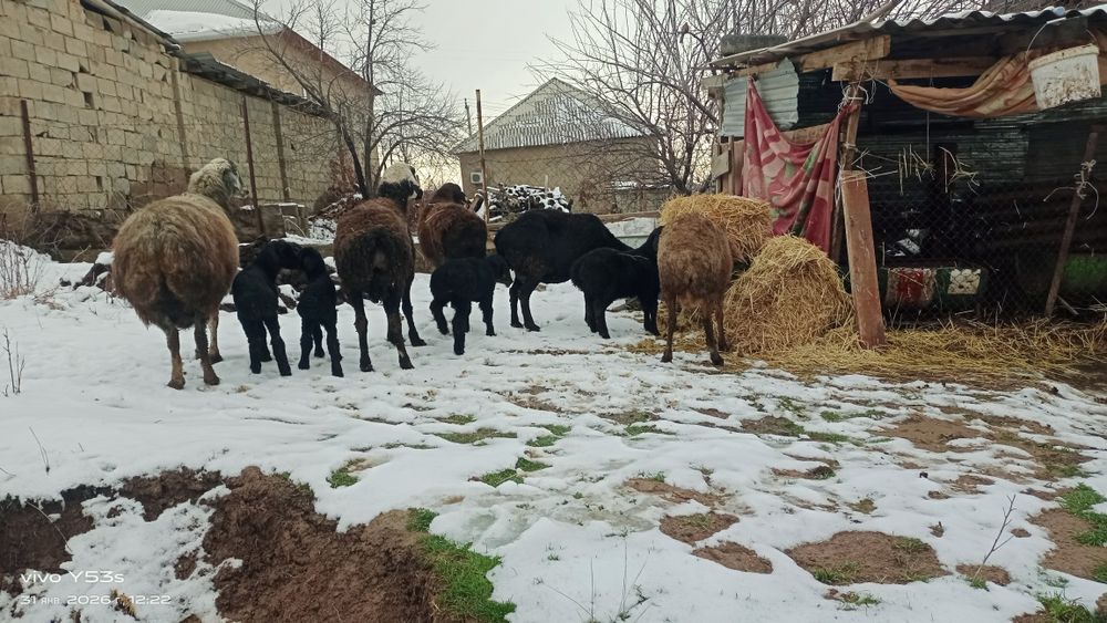 Қозылы қой сатылады бағасы 160000 теңге