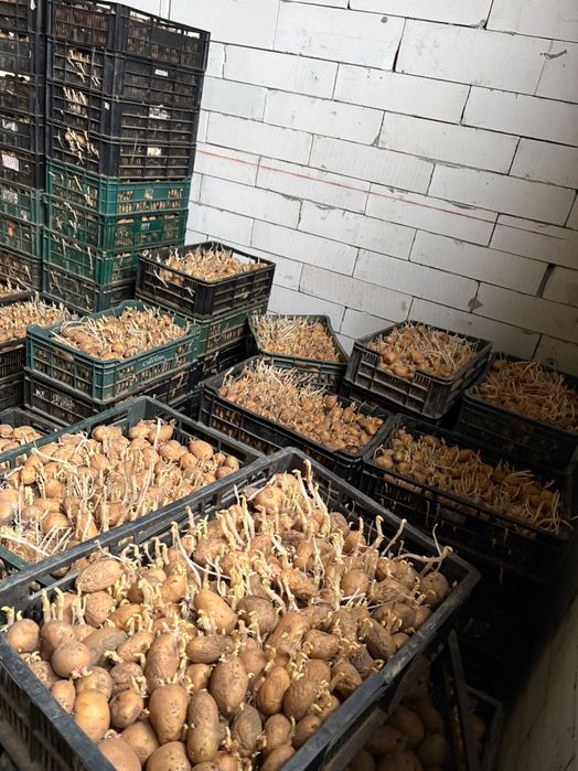 Cartofi de sămânță/ Arizona