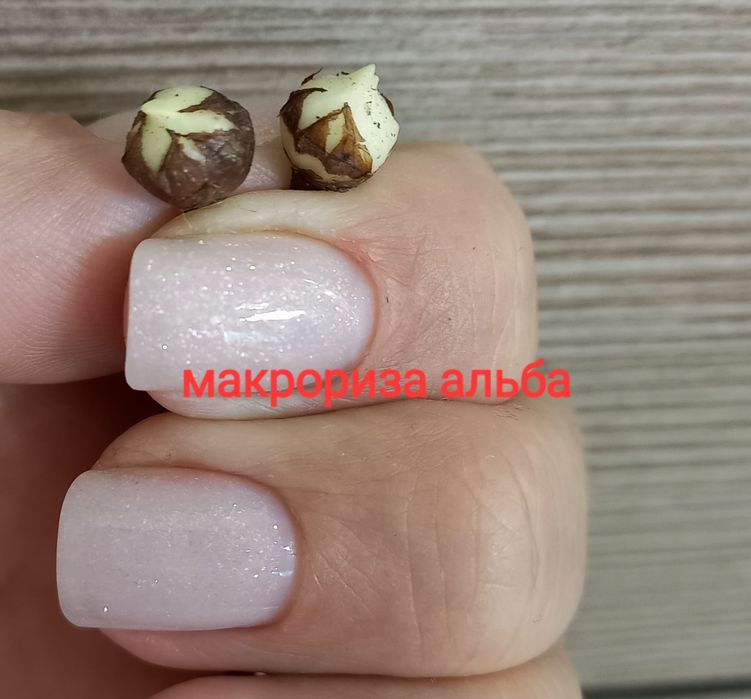 Продажа алоказий