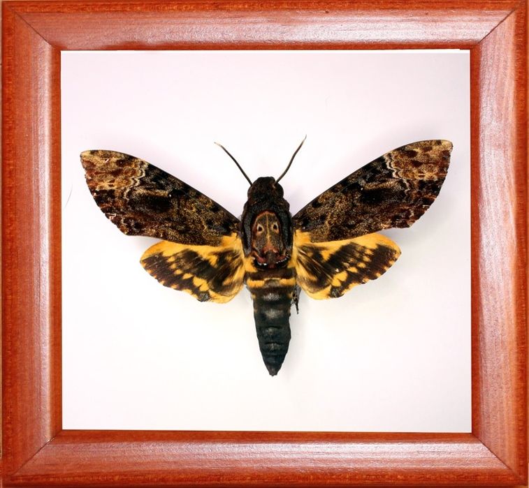 Бабочка бражник.