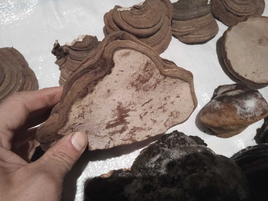 Reishi applanatum/Reishi carnosum elixirul tineretii