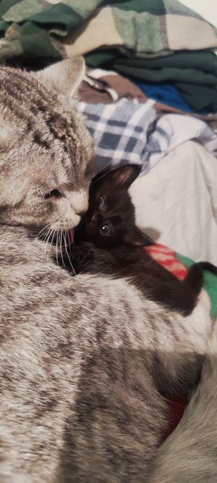 Отдам котят в добрые руки