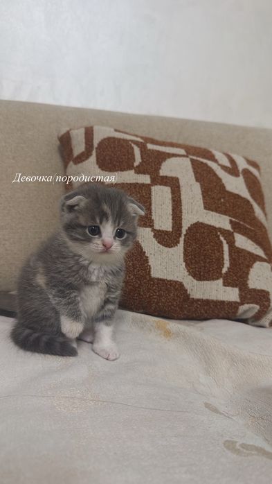 Шотландские котята