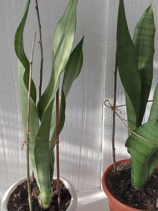 сансивьера Муншайн