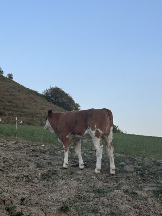 Vand o vitica si un tauras
