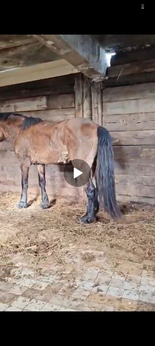 Айғыр мугалжар с новолтай