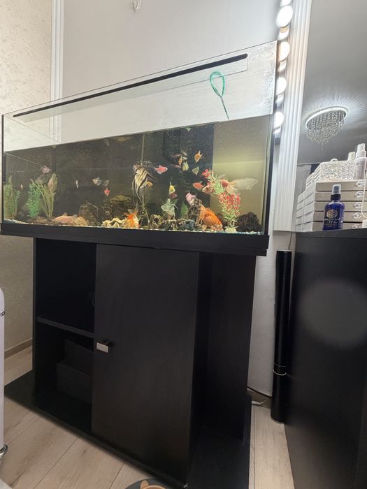 Vand acvariu pesti !