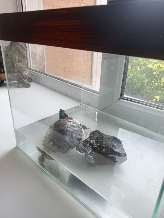 Красноухая черепаха,аквариум