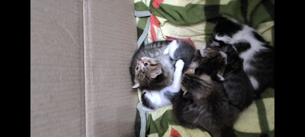 отдадим в хорошие руки