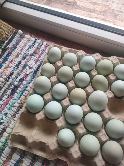 Ouă verzi si albastre de auracana