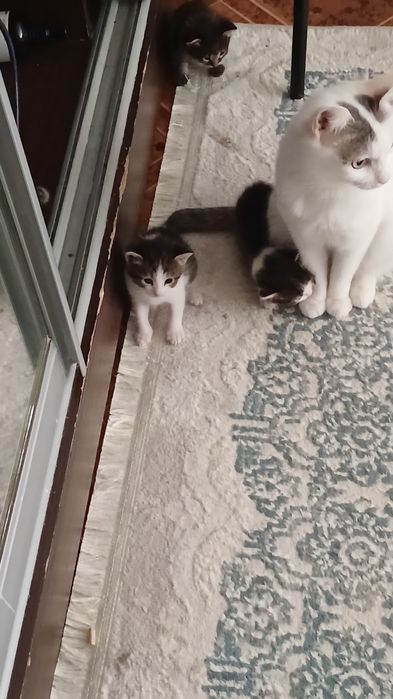 Котята в добрый руки