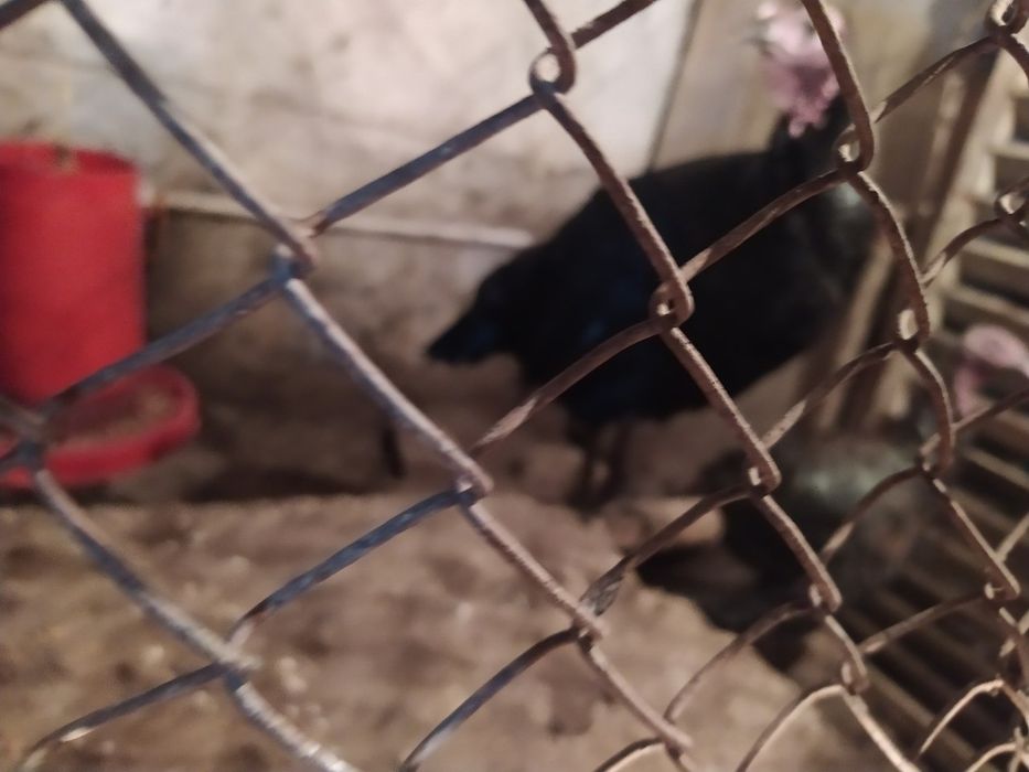 Induklar tuxumi sotiladi