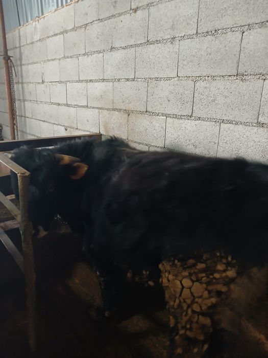 Продам быка на откорме