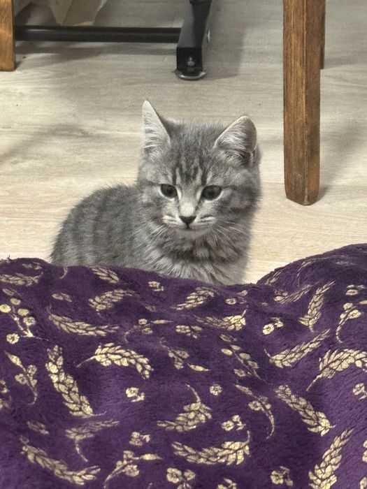 Британский котята