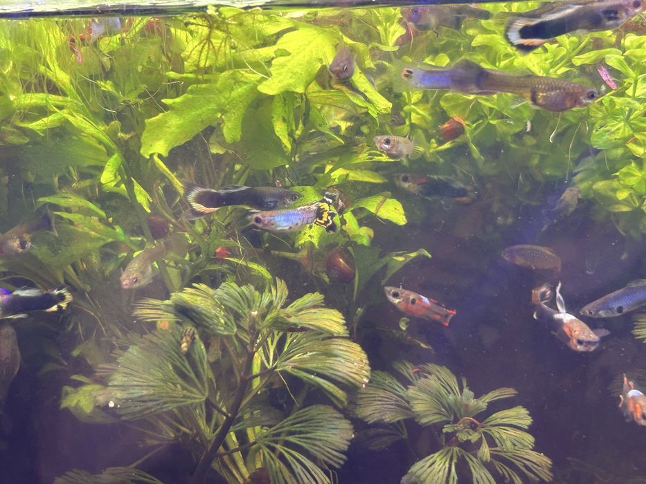 Mix guppy & endlers de vanzare