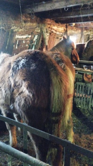 Продам жеребят,        т.