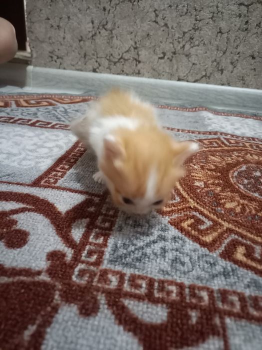 Бесплатно котята