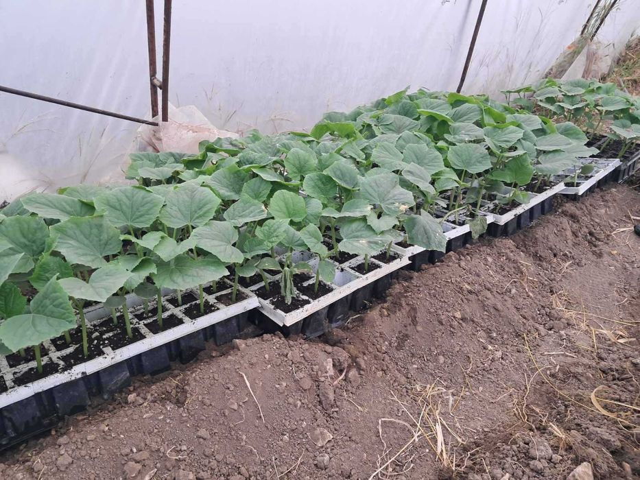 Разсад краставици