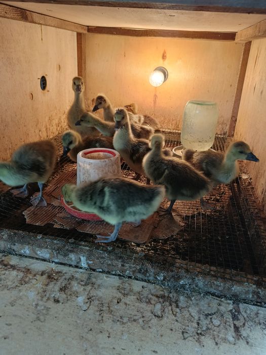 Продам    гусать