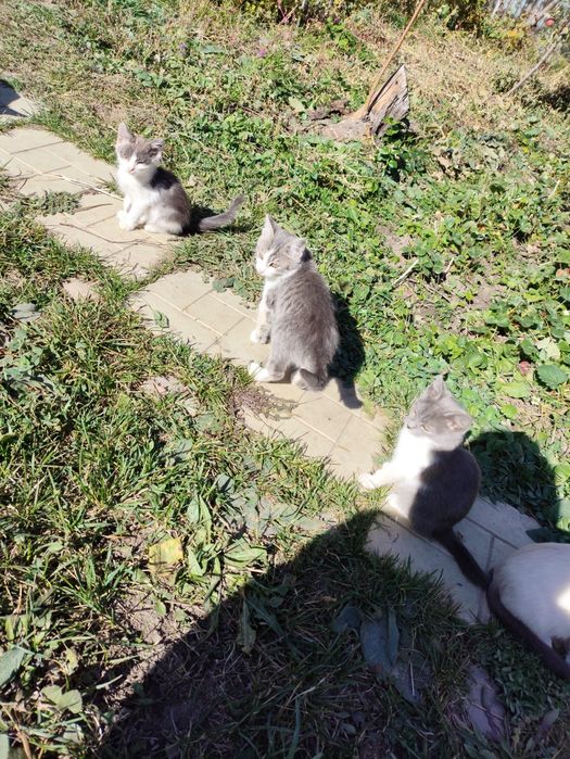 Котята от крысыловки.