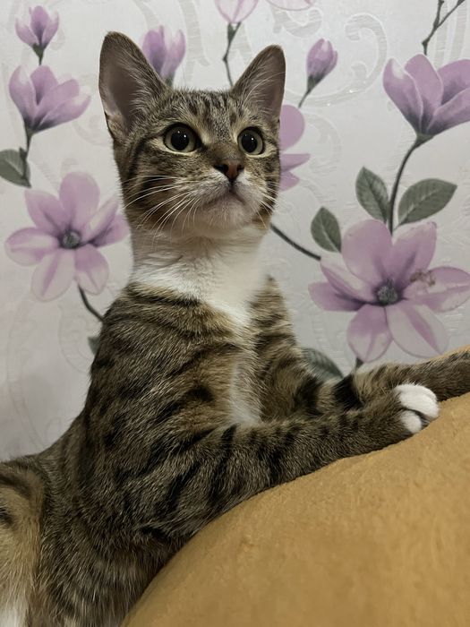 Отдам кота в добрые руки