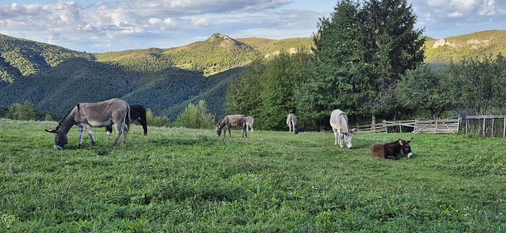 Vând lapte proaspăt de Magarita
