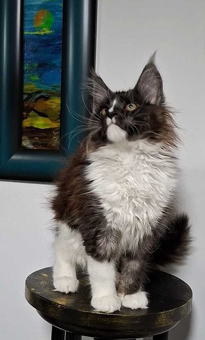 Felisa  WCF-rasa Maine Coon-Pedigree-Timisoara