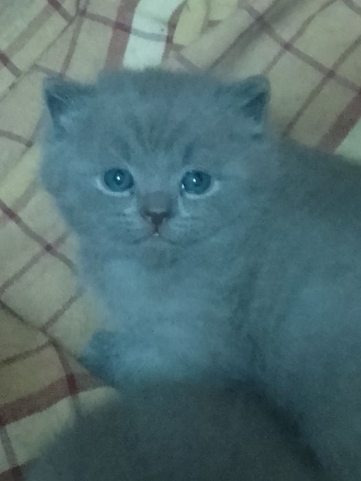 Котята Элитные котята