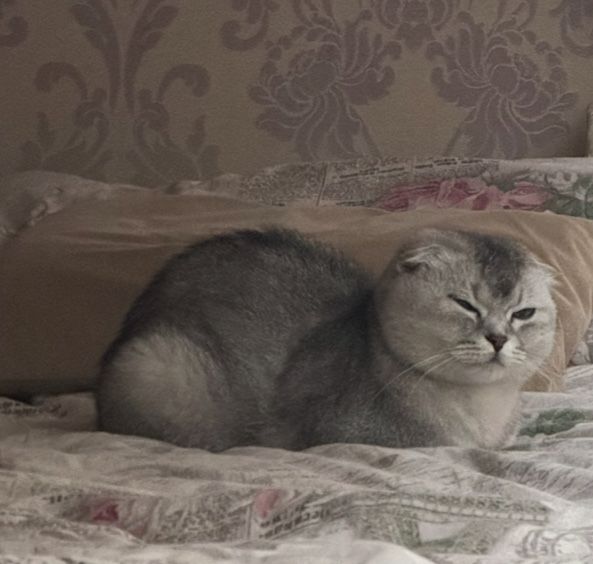 Вислоухий котёнок