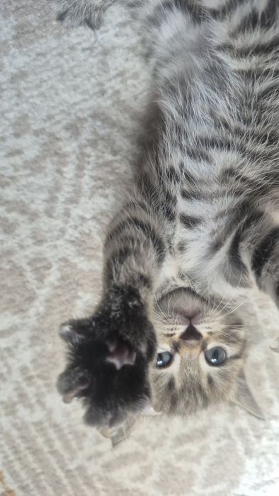 Отдам котят бесплатно